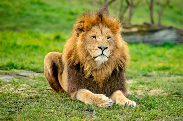 Ten Lions Killed In Kenya